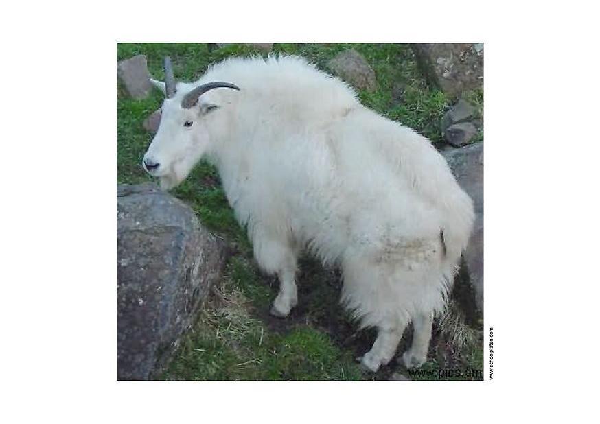 mountain goat Photo mountain goat