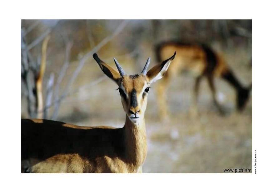 doe Photo doe