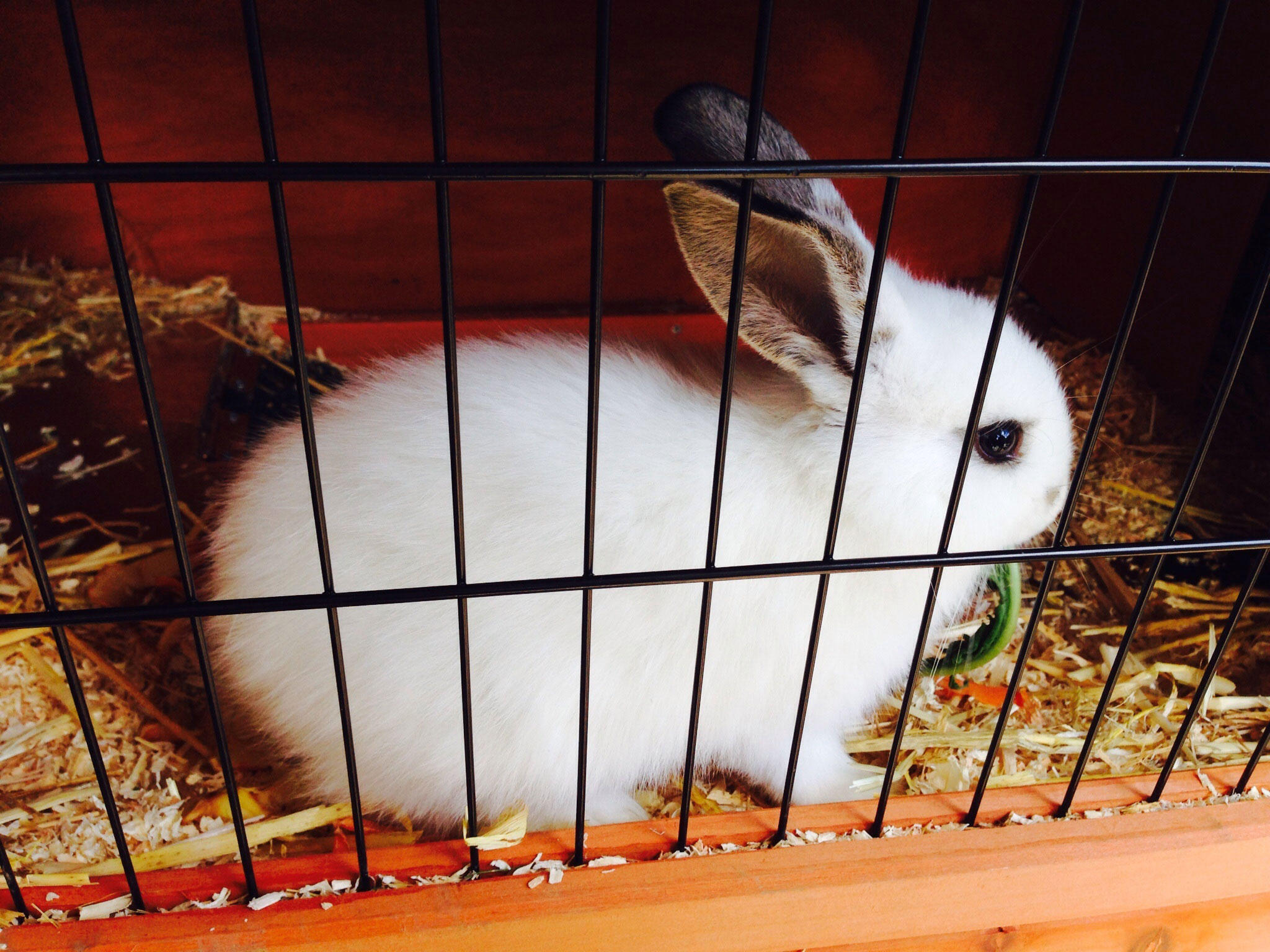 rabbit in cage Photo rabbit in cage