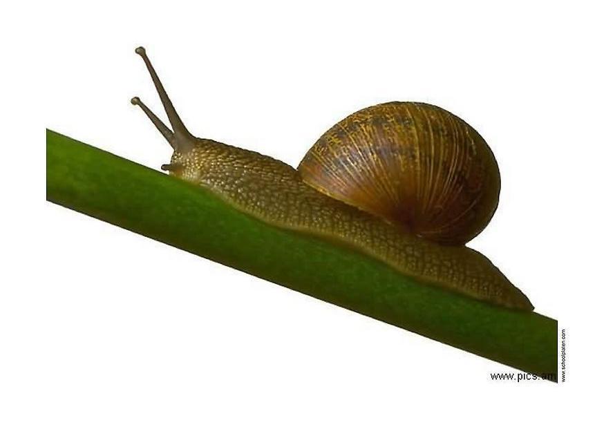 snail Photo snail