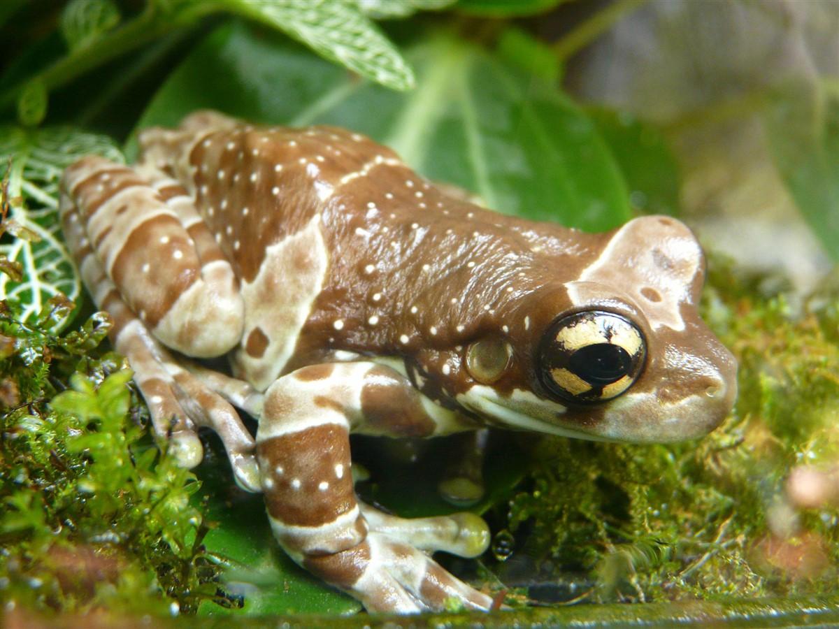 frog Photo frog