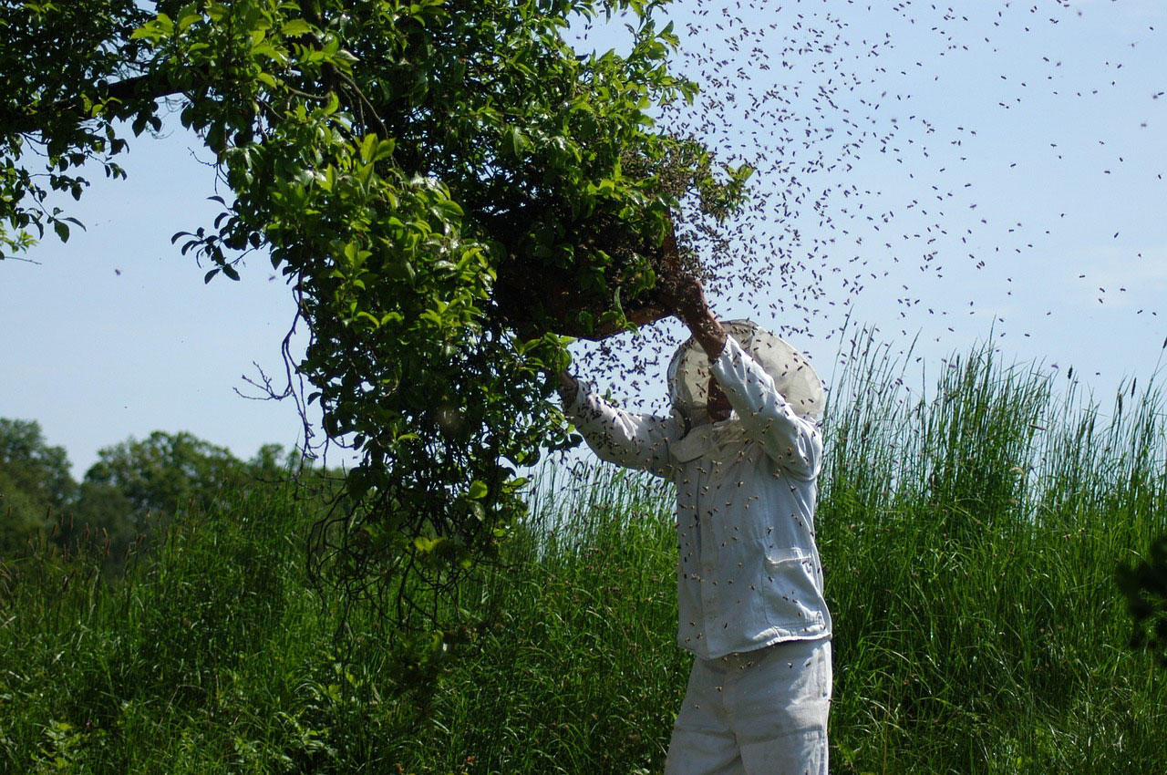 to catch beeswarms Photo to catch beeswarms