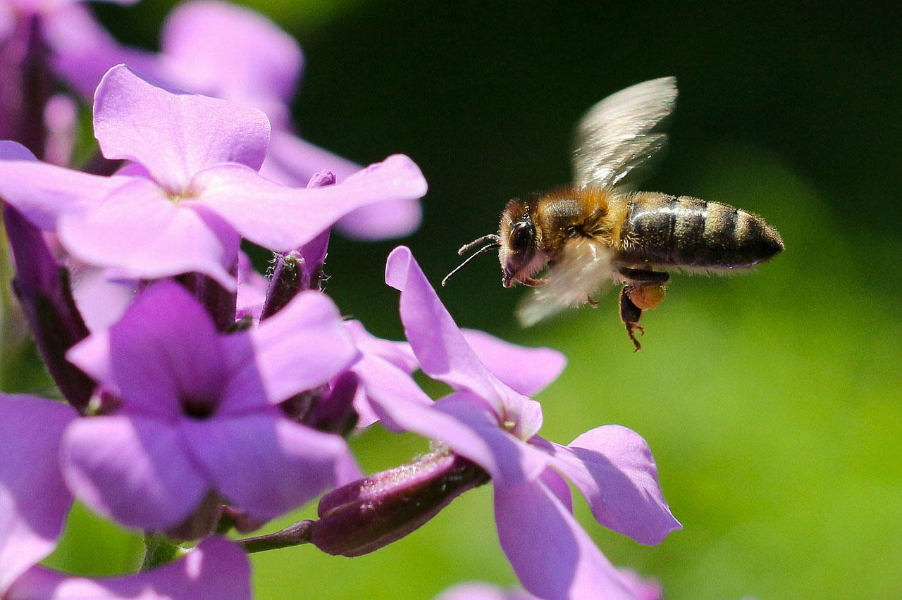 bee Photo bee