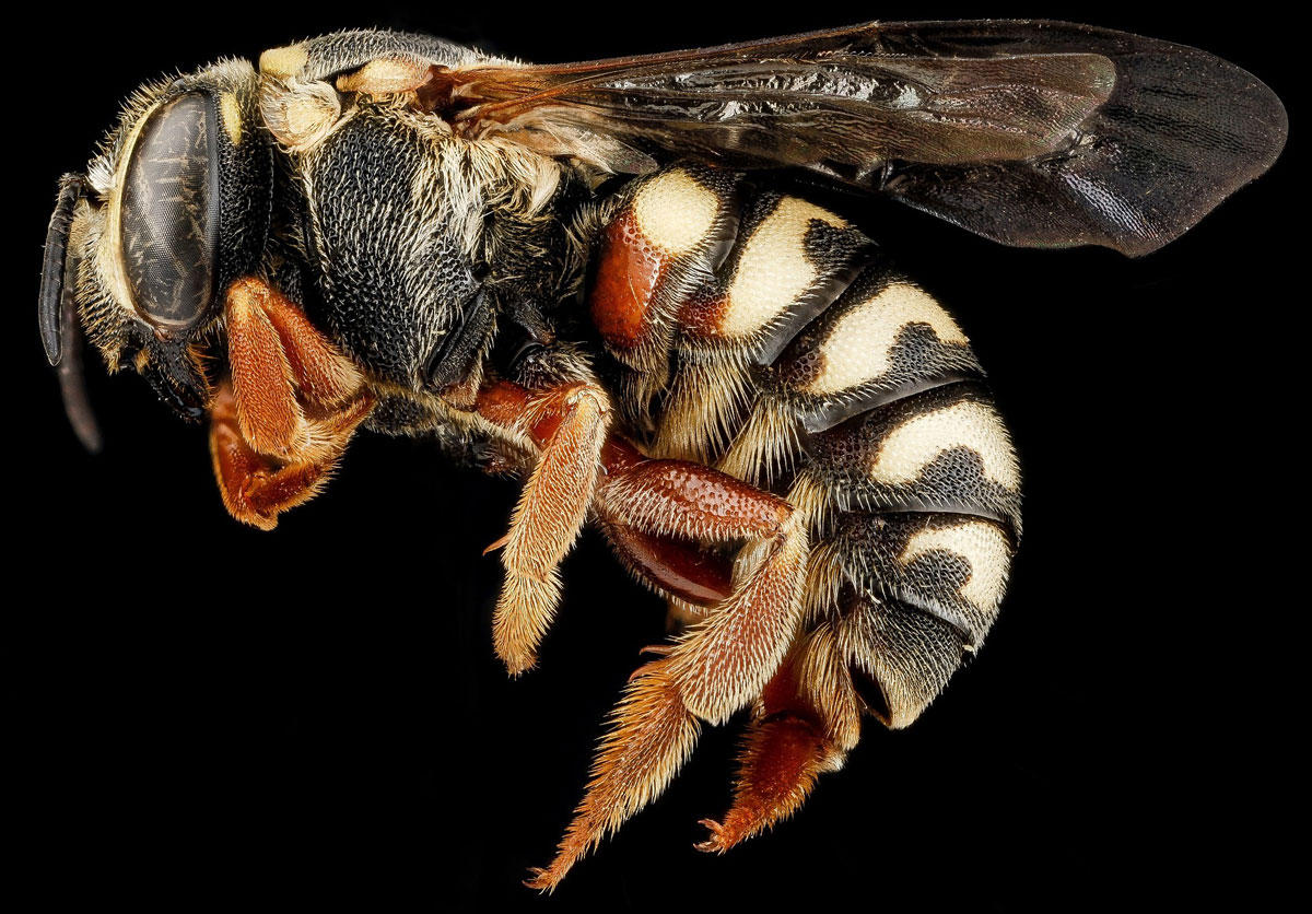 bee Photo bee