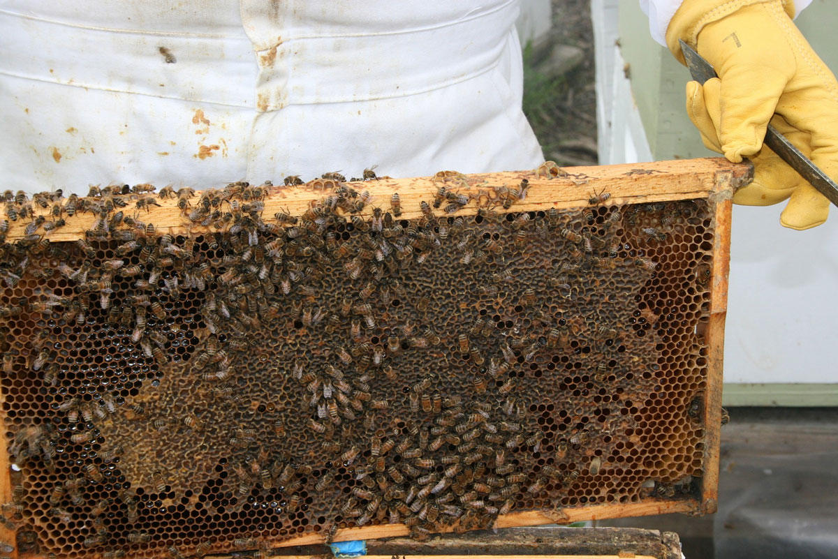 honeycomb Photo honeycomb