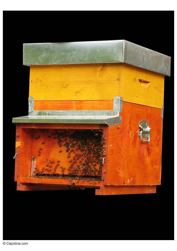 beehive Photo beehive