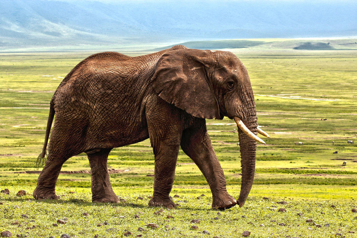 elephant Photo elephant