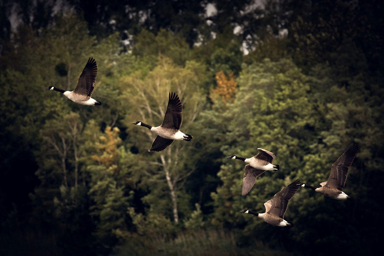 migratory birds Photo migratory birds