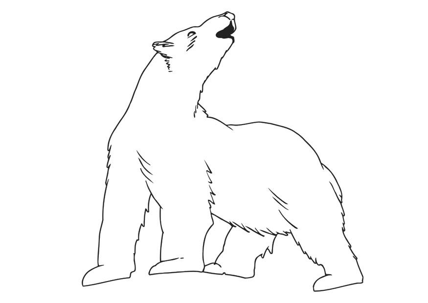polar bear Coloring page polar bear