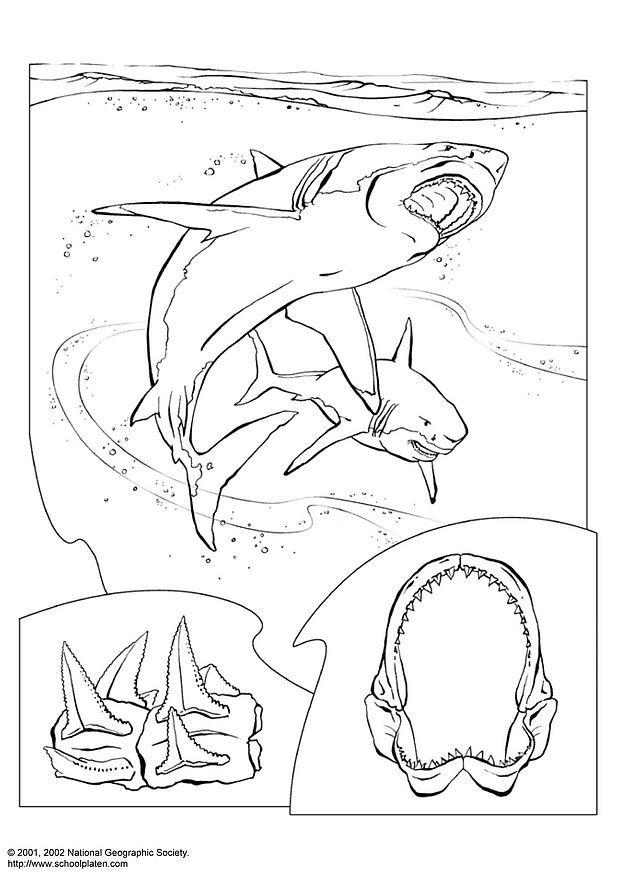 shark Coloring page shark