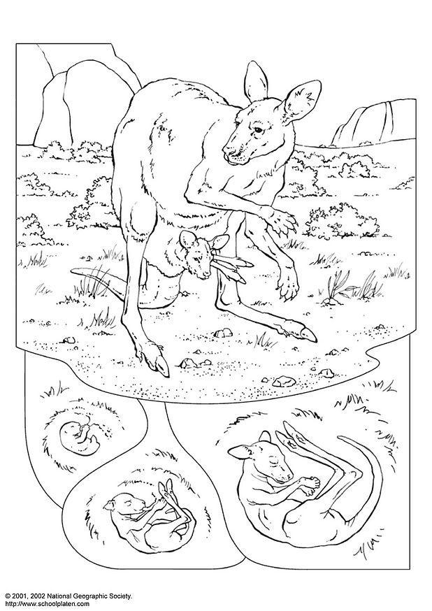 kangaroo Coloring page kangaroo