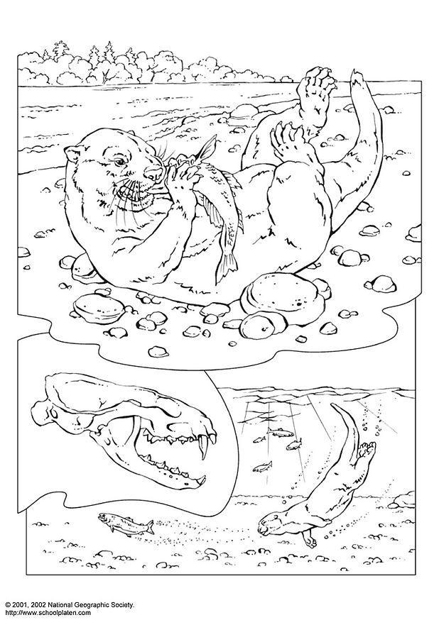Coloring page otter