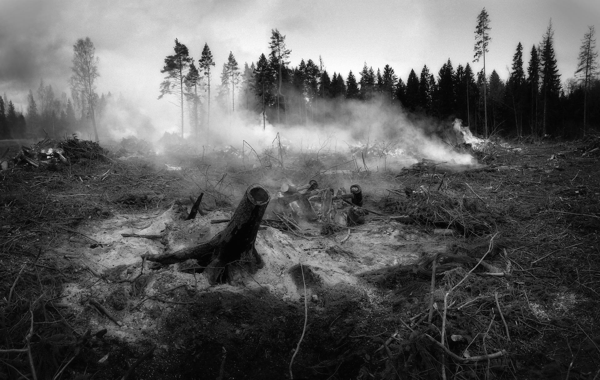 forest fire Photo forest fire