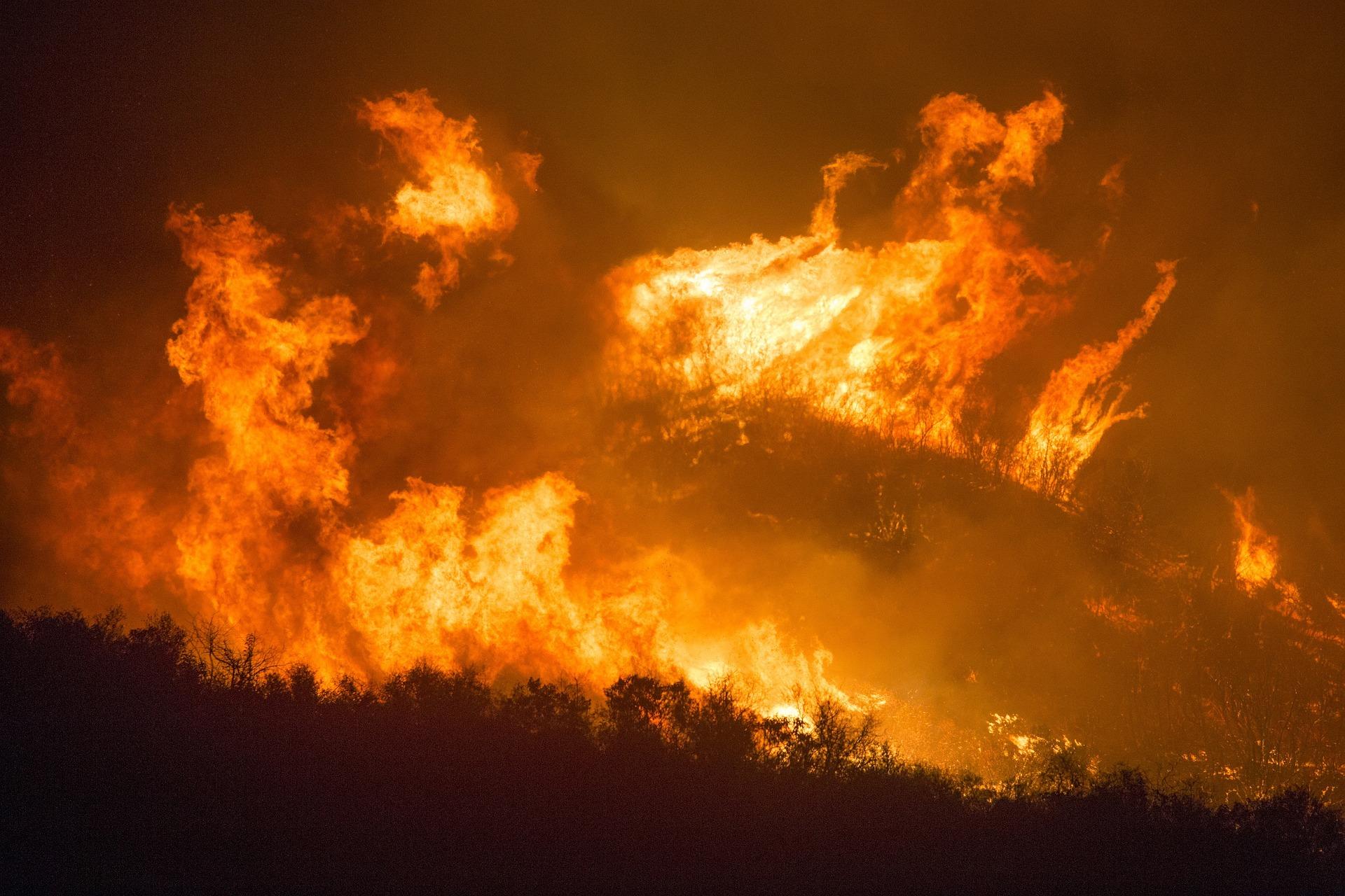 forest fire Photo forest fire