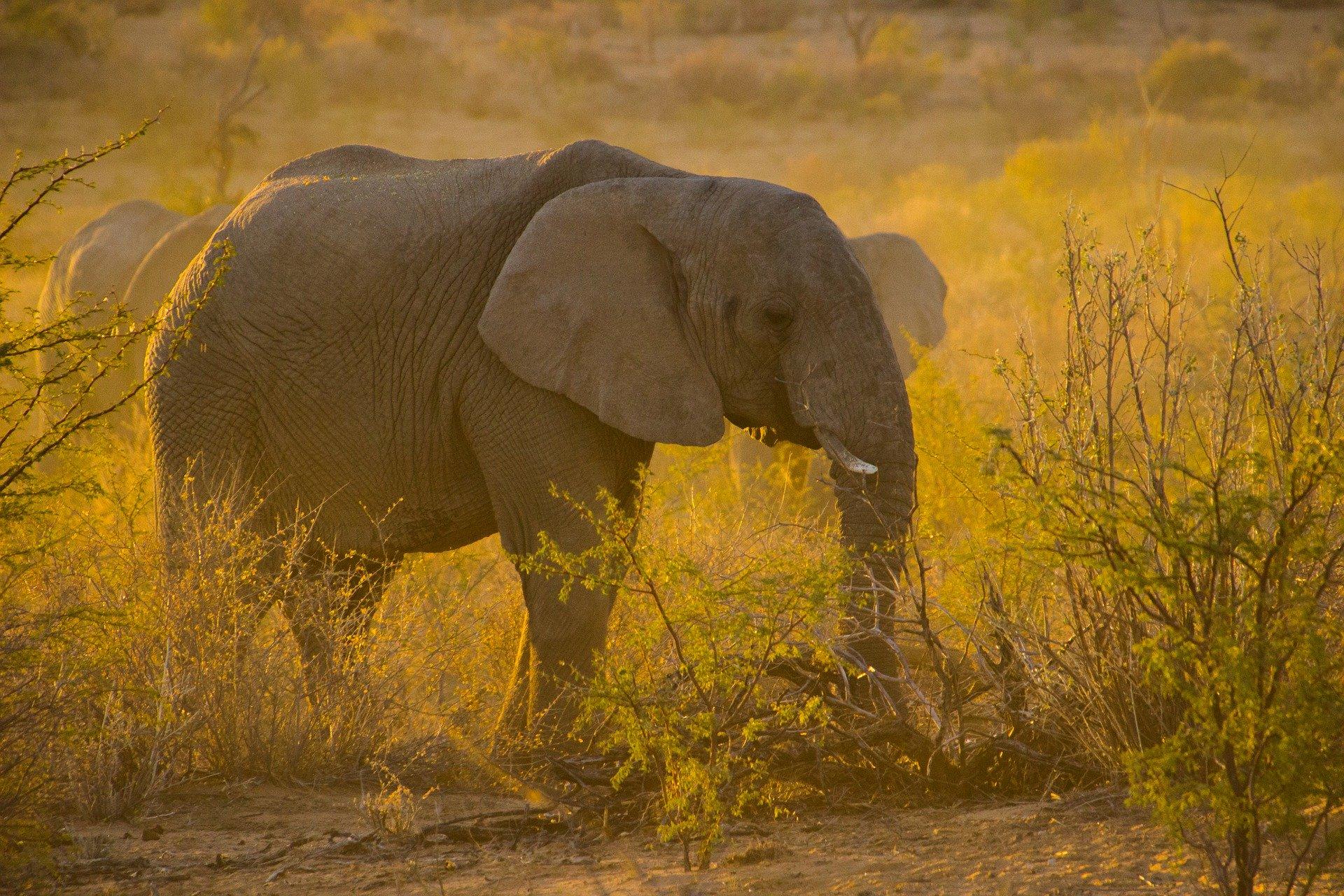 elephant Photo elephant