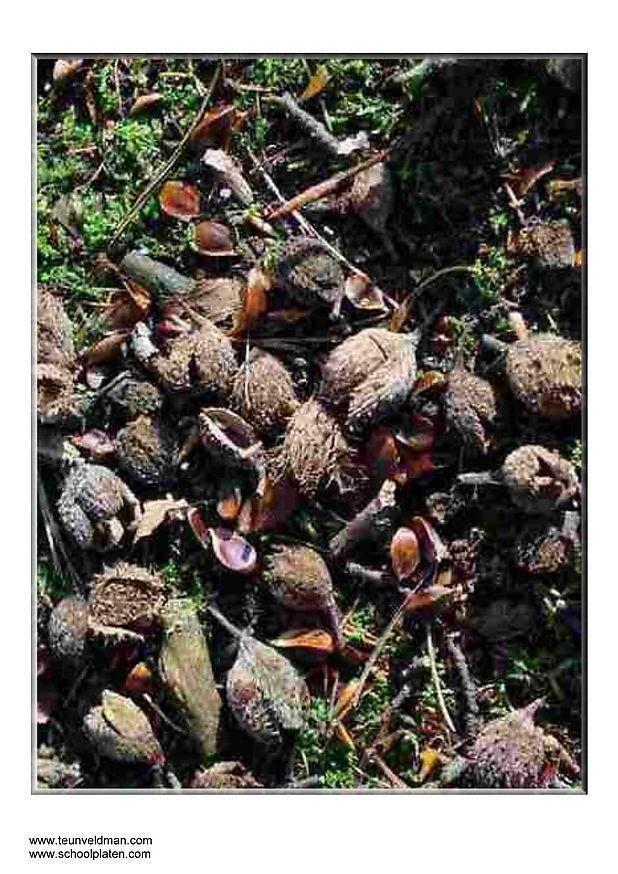 beechnuts Photo beechnuts