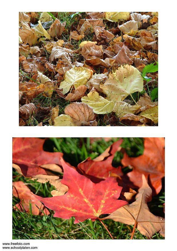 leaves Photo leaves