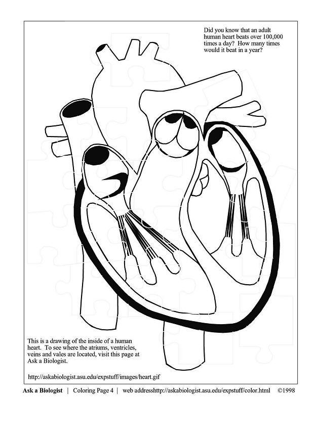 heart Coloring page heart