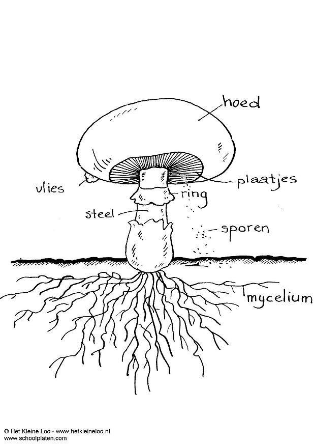 mushroom Coloring page mushroom