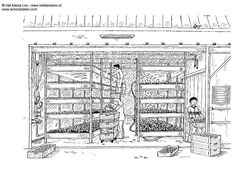 mushroom farm Coloring page mushroom farm