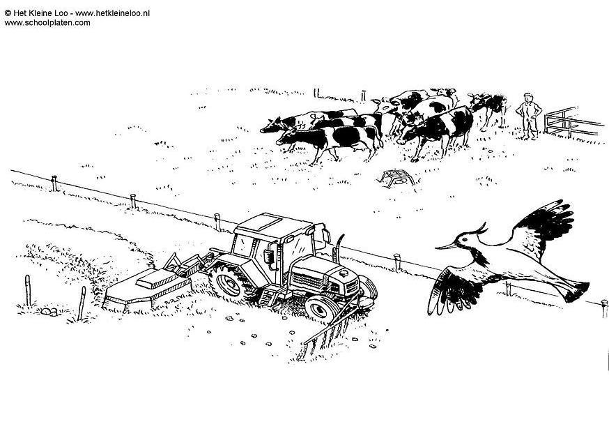 meadow Coloring page meadow