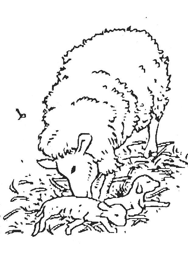 newborn lamb Coloring page newborn lamb