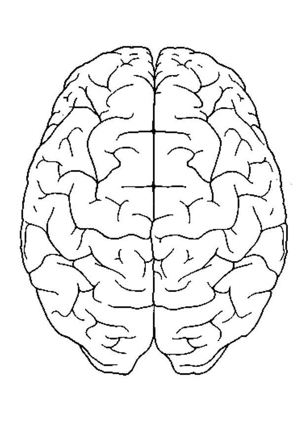 brain, top view Coloring page brain, top view