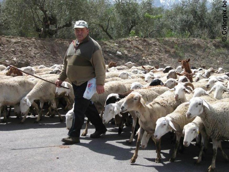 shepherd Photo shepherd