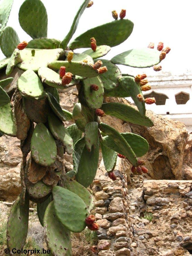 cactus with fruits Photo cactus with fruits