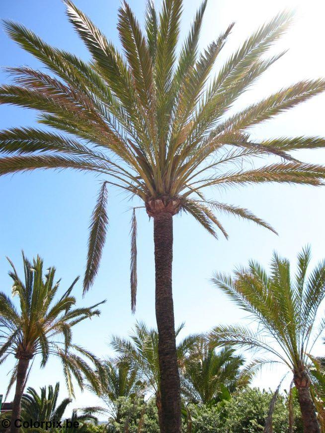 palm trees Photo palm trees