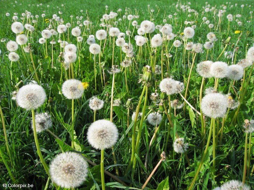 dandelion 6 Photo dandelion 6