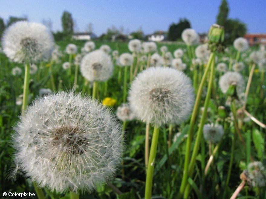 dandelion 7 Photo dandelion 7