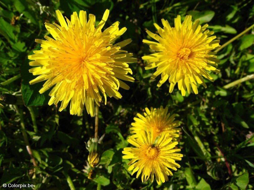 dandelion 2 Photo dandelion 2