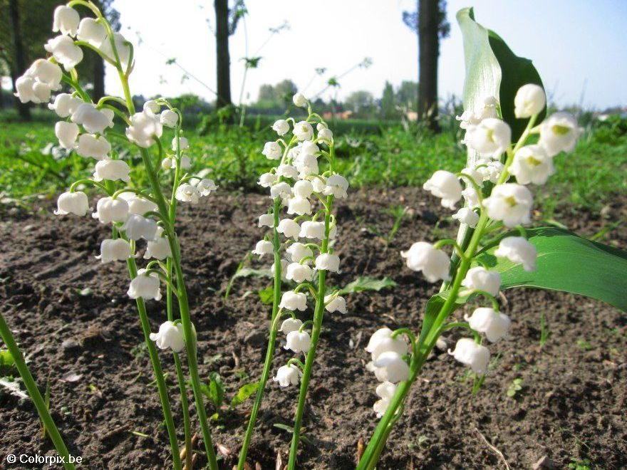 lily of the valley 2 Photo lily of the valley 2