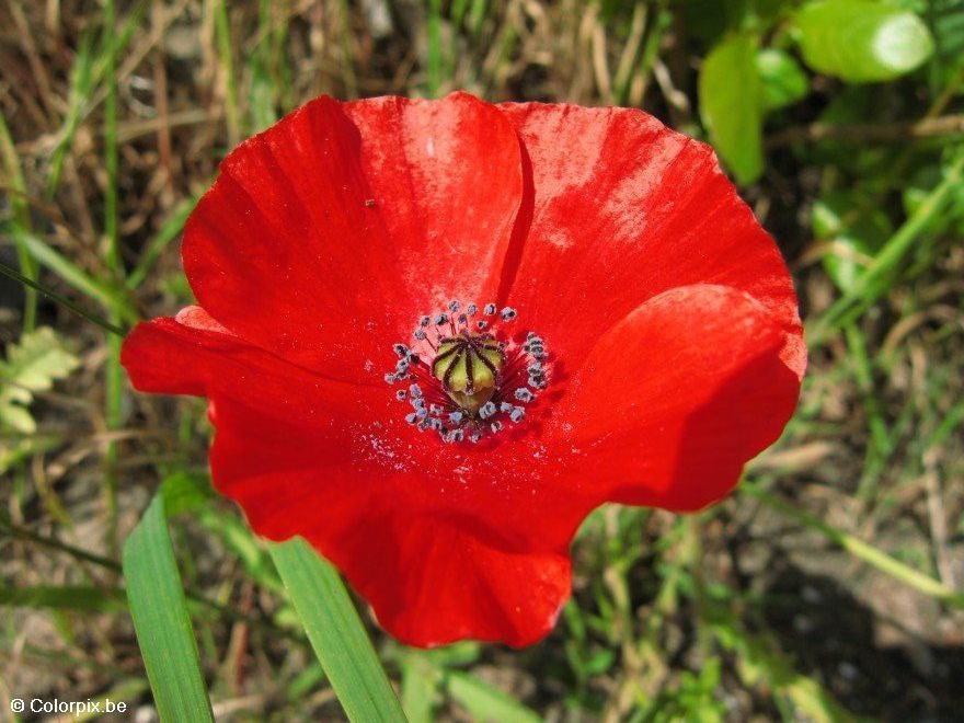 poppy Photo poppy