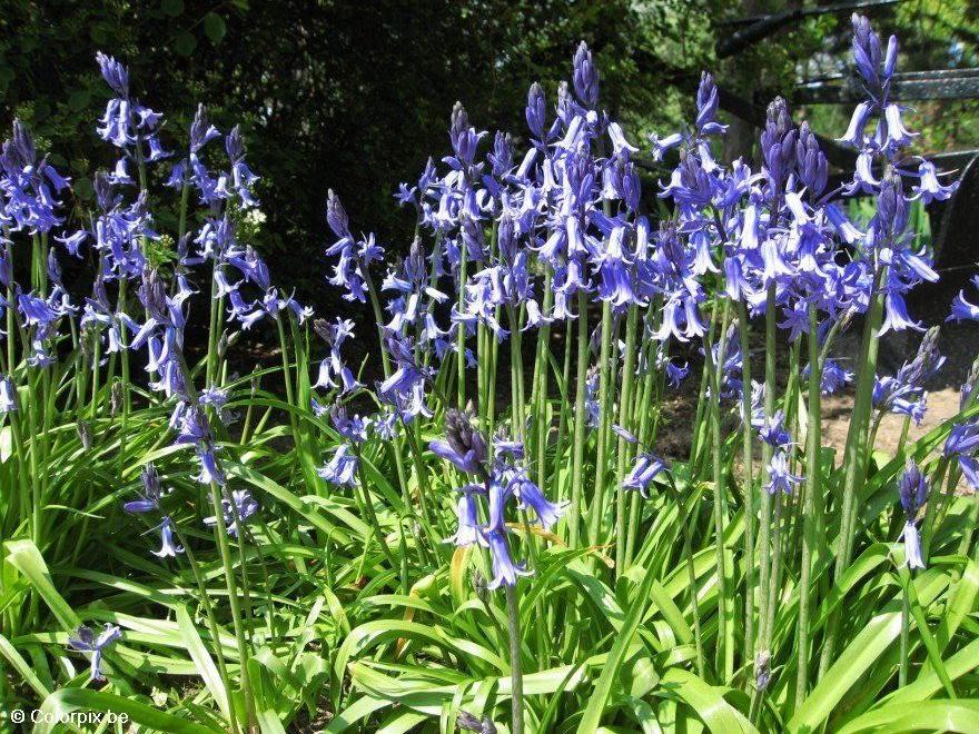 hyacinth 4 Photo hyacinth 4