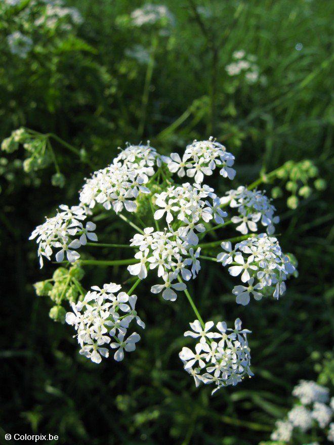 cow parsley Photo cow parsley