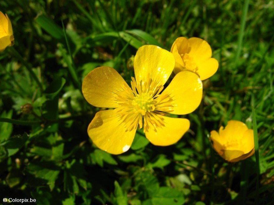 buttercup 3 Photo buttercup 3