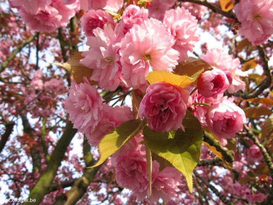 japanese cherry tree Photo japanese cherry tree