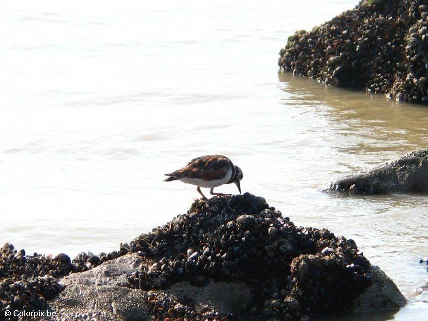 turnstone Photo turnstone