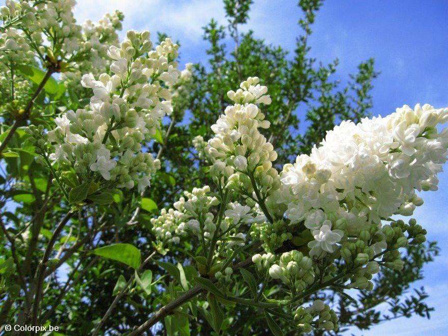 lilac Photo lilac