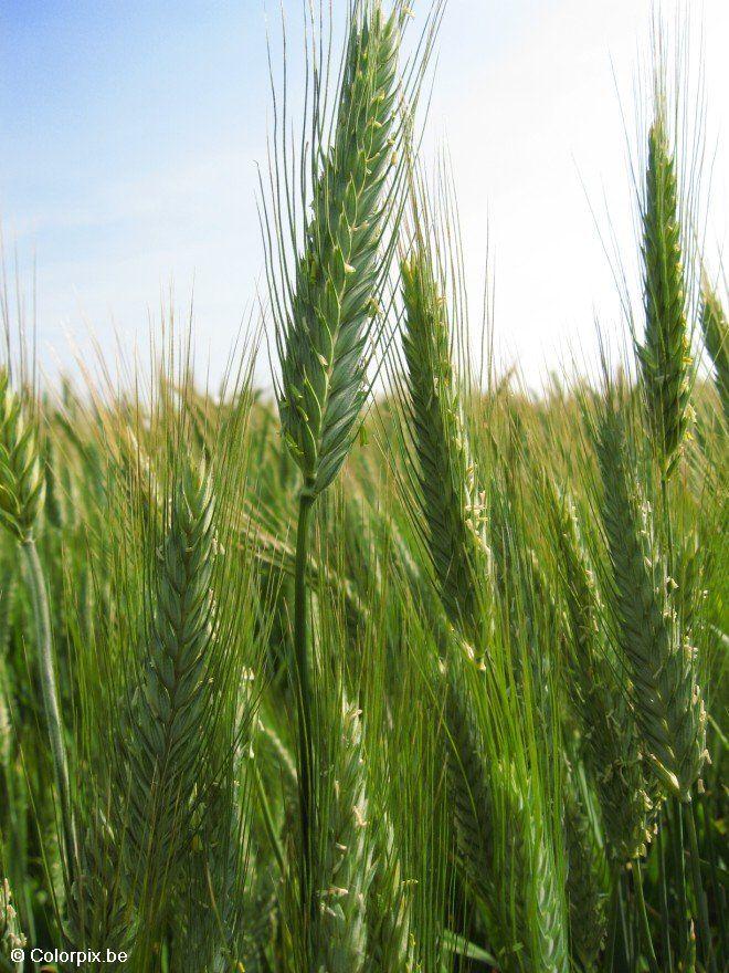 grain 3 Photo grain 3
