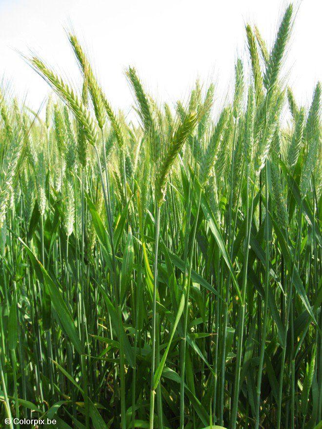 grain 4 Photo grain 4
