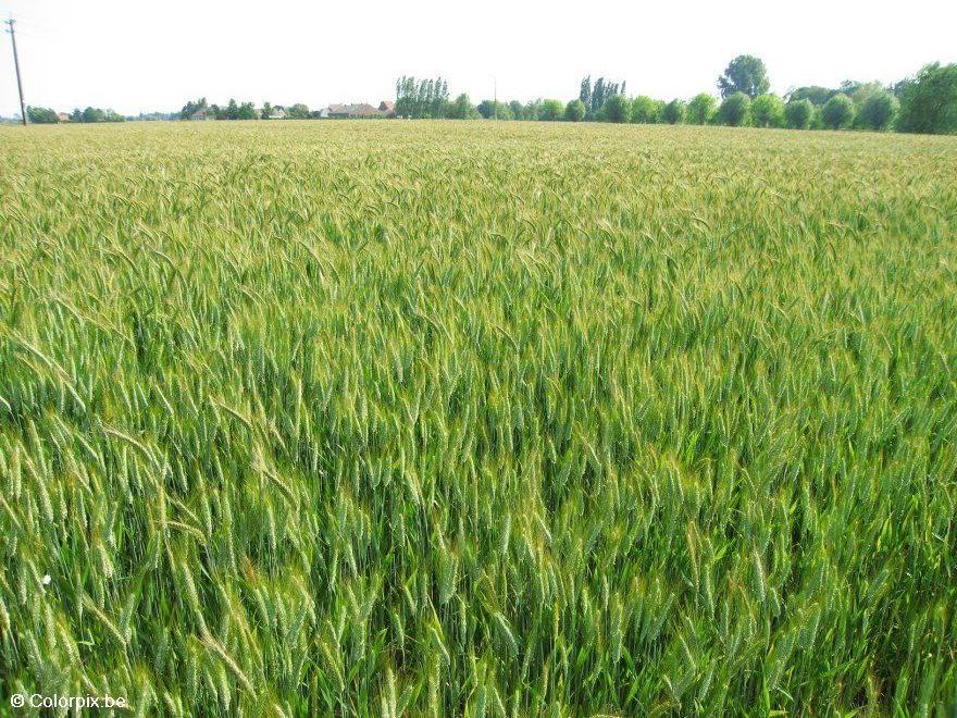 grain field Photo grain field