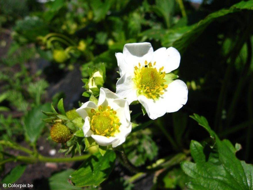 strawberry blossom Photo strawberry blossom