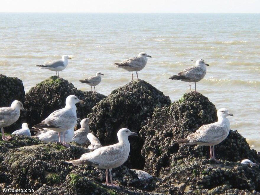 sea gulls 5 Photo sea gulls 5