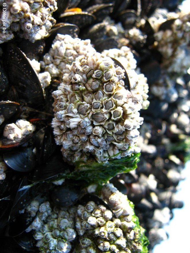 mussel and sea pox Photo mussel and sea pox