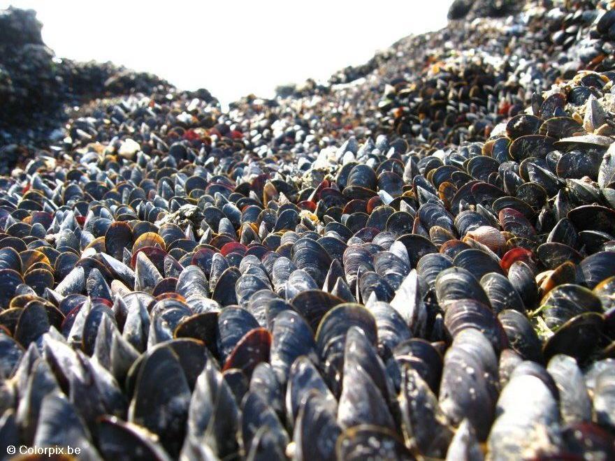 mussels Photo mussels