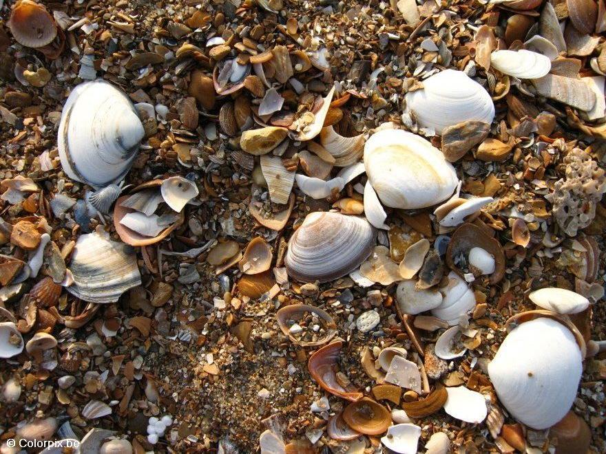 shells Photo shells