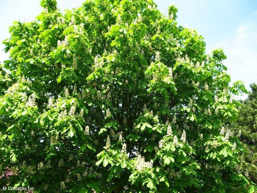 blossoming horse chesnut 3 Photo blossoming horse chesnut 3